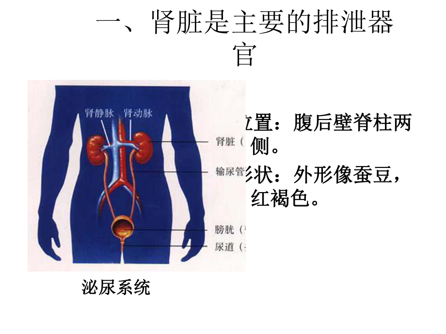 河北省遷安市楊店子鎮(zhèn)聯(lián)合中學(xué)七年級生物下冊 第三章 第二節(jié) 排泄腎臟的結(jié)構(gòu)課件 冀教版_第1頁