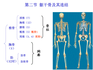 系统解剖学——第二节躯干骨及其连结