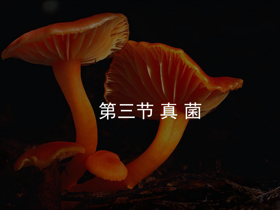 北京市大興區(qū)蒲公英中學(xué)八年級(jí)生物上冊(cè) 第五單元 第四章 第三節(jié) 真菌課件 新人教版_第1頁(yè)