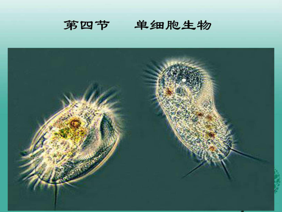 新人教版七年级生物上册第二单第二章第四节单_第1页