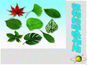 六年級(jí)科學(xué)下冊(cè) 第七章 第四節(jié) 動(dòng)植物與大氣間的氣體交換—植物的呼吸作用課件 牛津上海版五四制