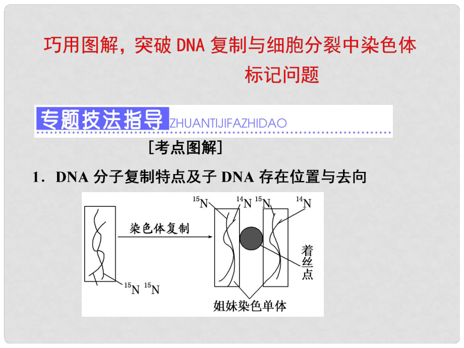 高三生物一輪復(fù)習(xí) 巧用圖解突破DNA復(fù)制與細(xì)胞分裂中染色體標(biāo)記問題課件（必修2）_第1頁