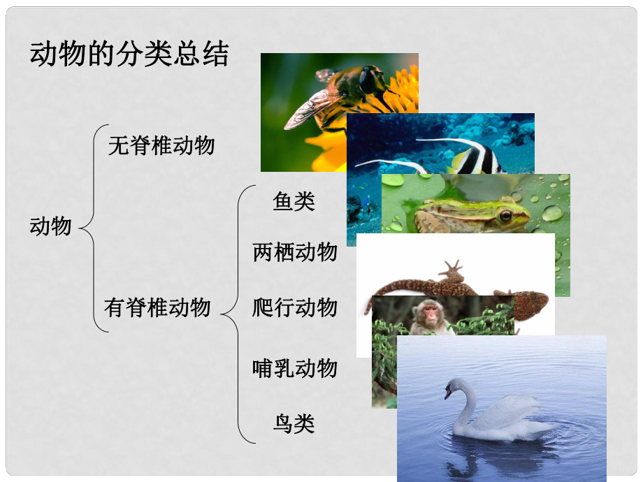 七年級生物上冊 第一章 第一節(jié) 認識我們身邊的植物和動物 動物的分類課件 （新版）北京版_第1頁