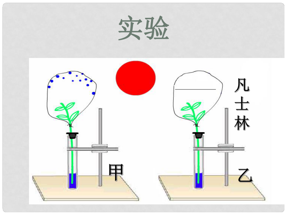 八年級生物上冊 第三單元 第四章 第二節(jié) 蒸騰作用 植物的蒸騰作用實驗課件 冀少版_第1頁