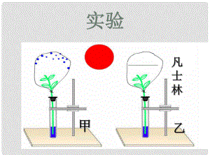 八年級生物上冊 第三單元 第四章 第二節(jié) 蒸騰作用 植物的蒸騰作用實驗課件 冀少版