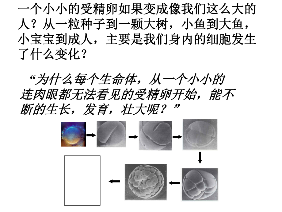 七年級生物上冊 第二單元 第二章 第一節(jié) 細胞通過分裂產(chǎn)生新細胞課件2 （新版）新人教版_第1頁