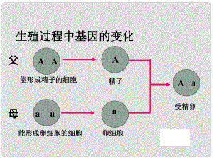 八年級生物上冊 第十一章 第二節(jié) 生物的性狀遺傳 生殖過程中基因的變化課件 （新版）北京版