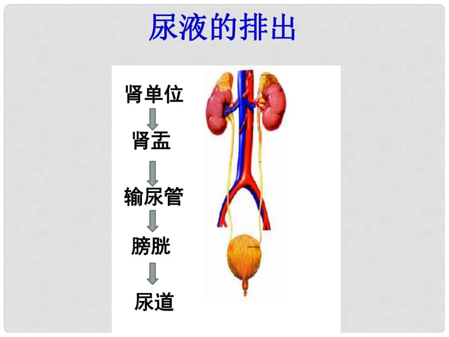 七年級生物下冊 第三單元 第四章 第一節(jié) 尿液的形成和排出 尿液的排出課件 （新版）濟南版_第1頁