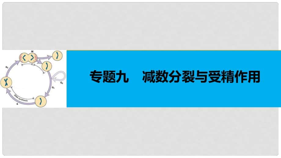 高考生物二輪復(fù)習(xí) 專題九 減數(shù)分裂與受精作用課件_第1頁