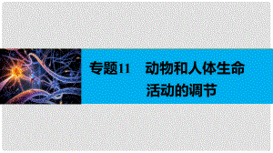 高考生物大二輪專題復(fù)習與增分策略 專題11 動物和人體生命活動的調(diào)節(jié)課件