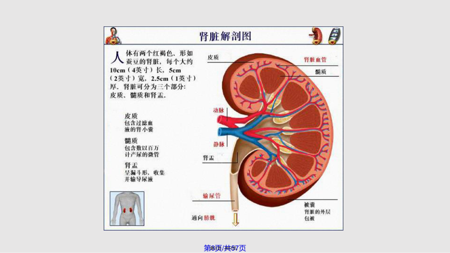 肾功能障碍患者的麻醉实用教案