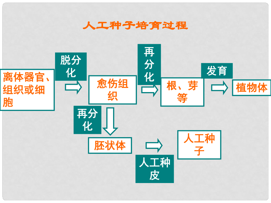 八年级生物上册 第四单元 第一章 第七节 植物的营养繁殖 人工种子培育过程课件 （新版）济南版_第1页