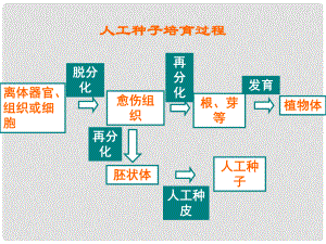 八年級(jí)生物上冊(cè) 第四單元 第一章 第七節(jié) 植物的營(yíng)養(yǎng)繁殖 人工種子培育過(guò)程課件 （新版）濟(jì)南版