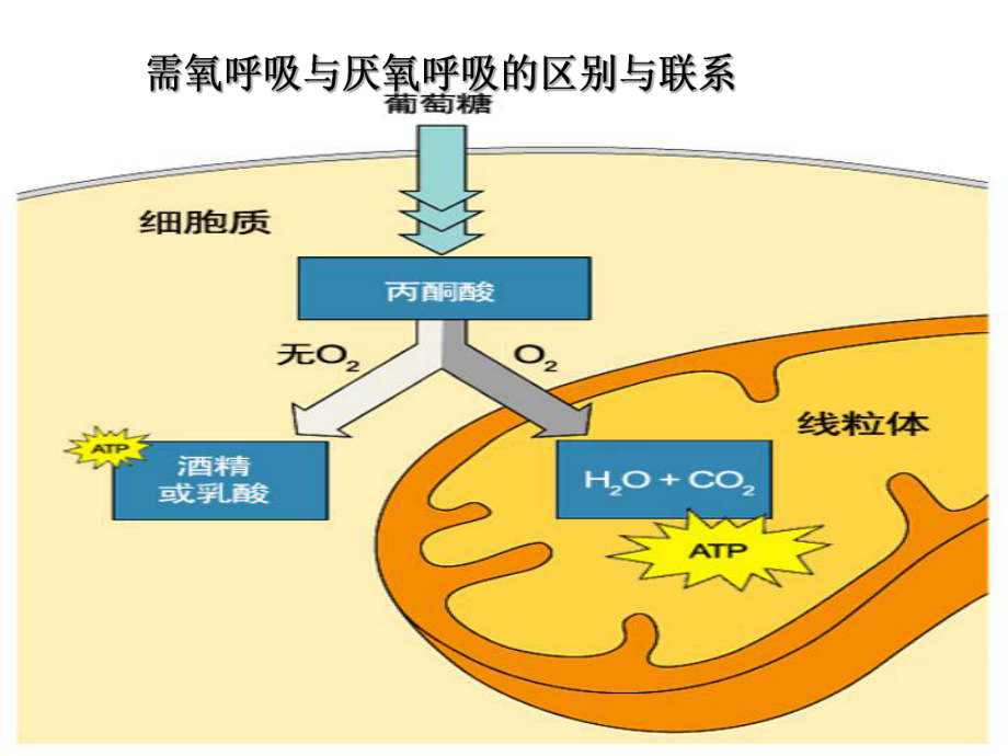 浙江省杭州市萧山区高中生物34细胞呼吸第4课时课件浙教版必修1