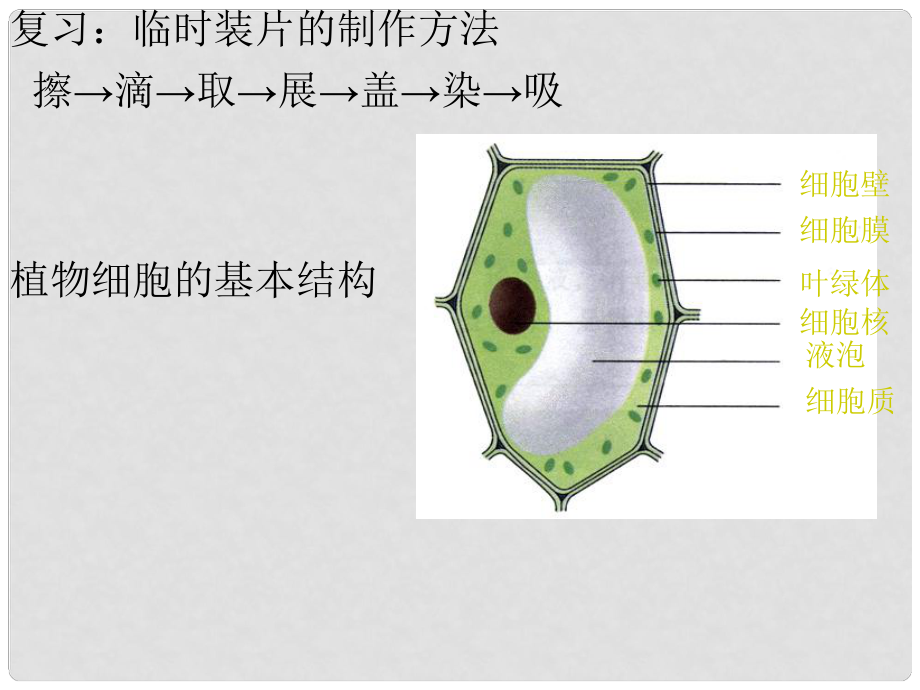 七年级生物上册 第二单元 第一章 第三节《动物细胞》课件1 （新版）新人教版_第1页