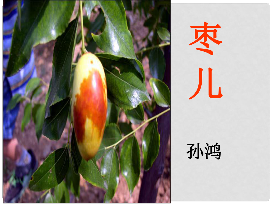 四川省樂山市沙灣區(qū)福祿鎮(zhèn)初級(jí)中學(xué)九年級(jí)語(yǔ)文下冊(cè) 15《棗兒》課件 （新版）新人教版_第1頁(yè)