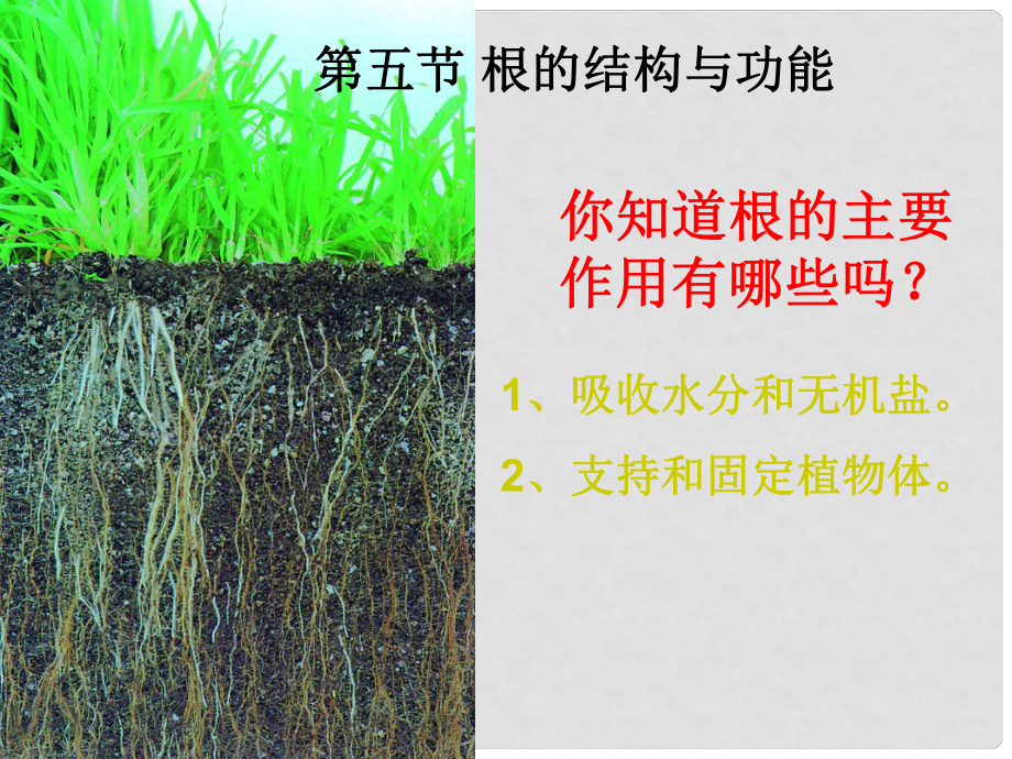 山東省八年級生物上冊 4.1.5 根的結(jié)構(gòu)與功能課件 （新版）濟南版_第1頁