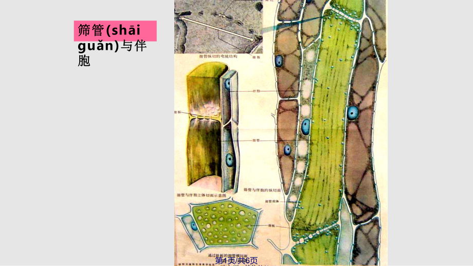 筛管和伴胞实用教案_第1页