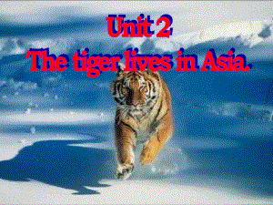 外研版初中英語七年級上冊Module 6 Unit 2 The tiger lives in Asia課件