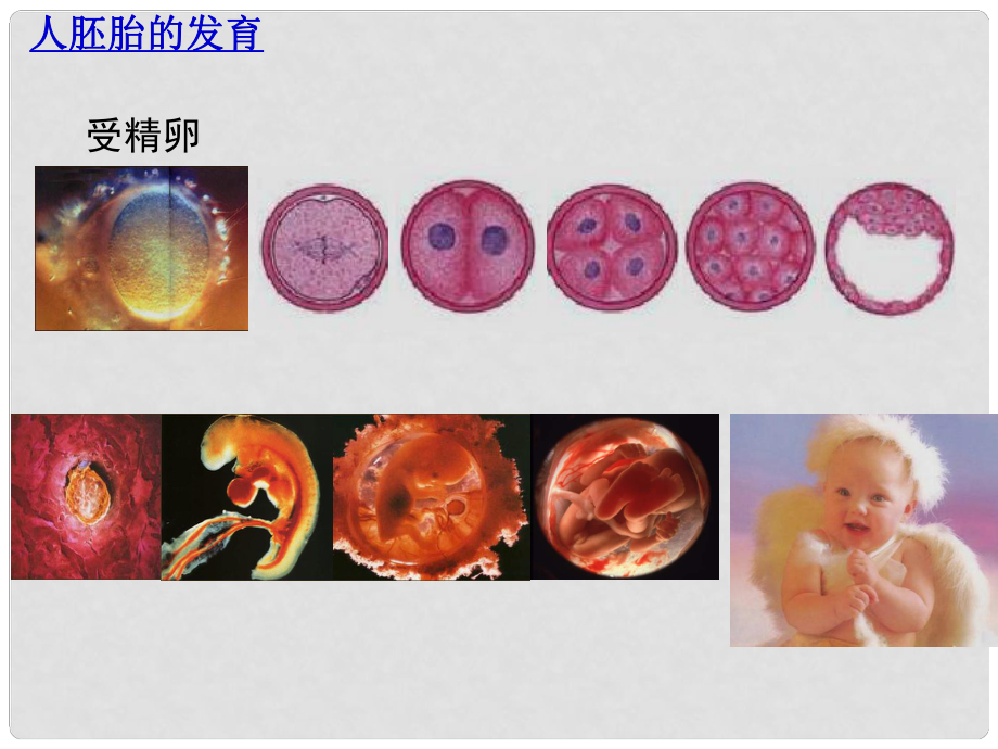 高三生物一輪備戰(zhàn) 細(xì)胞的分化教學(xué)課件_第1頁(yè)