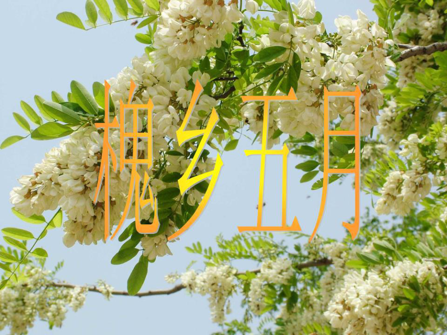 蘇教版小學(xué)語(yǔ)文三年級(jí)下冊(cè)《槐鄉(xiāng)五月》.ppt_第1頁(yè)