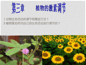 云南省峨山彝族自治县高中生物 第三章 植物的激素调节 3.1 植物生长素的发现课件2 新人教版必修3