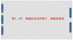 高中生物 第六章 細胞的生命歷程 第3、4節(jié) 細胞的衰老和凋亡 細胞的癌變課件 新人教版必修1