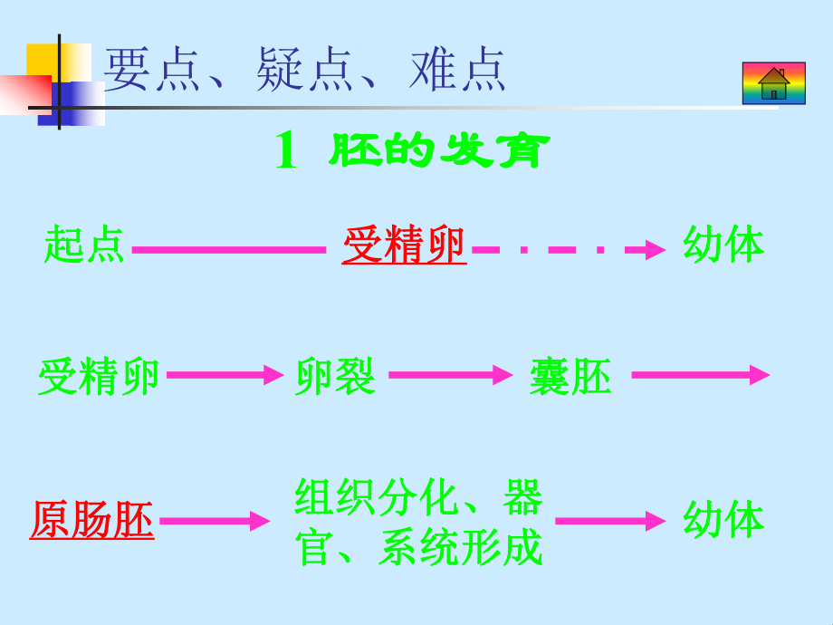 外胚层中胚层和内胚层