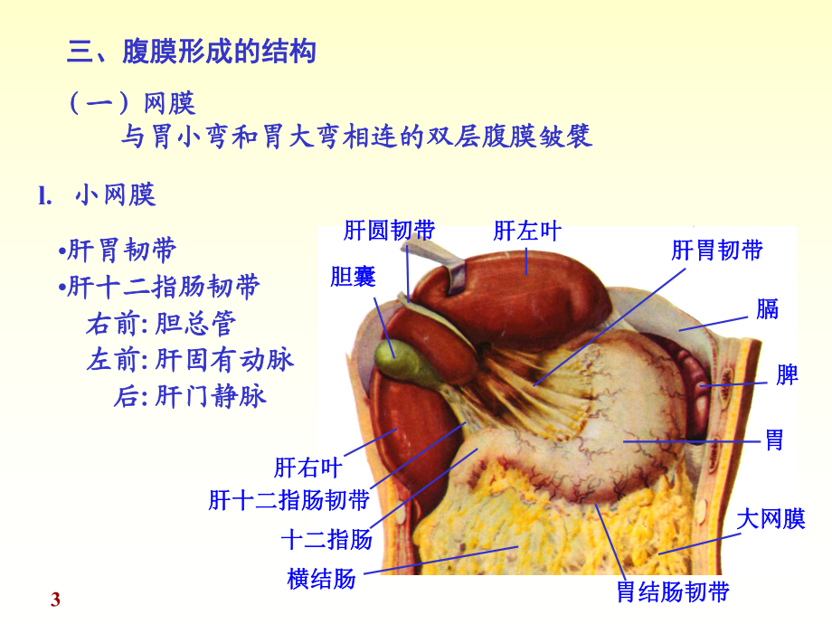 壁腹膜和脏腹膜图片
