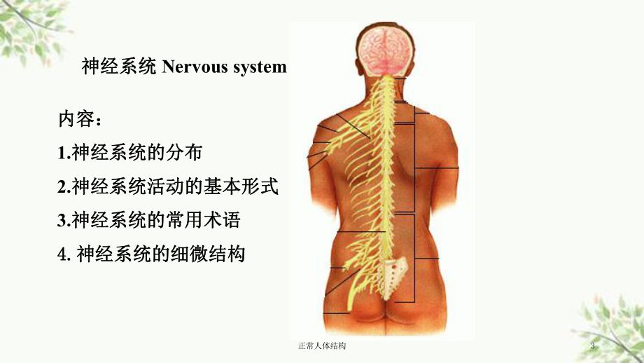 正常人体结构课件