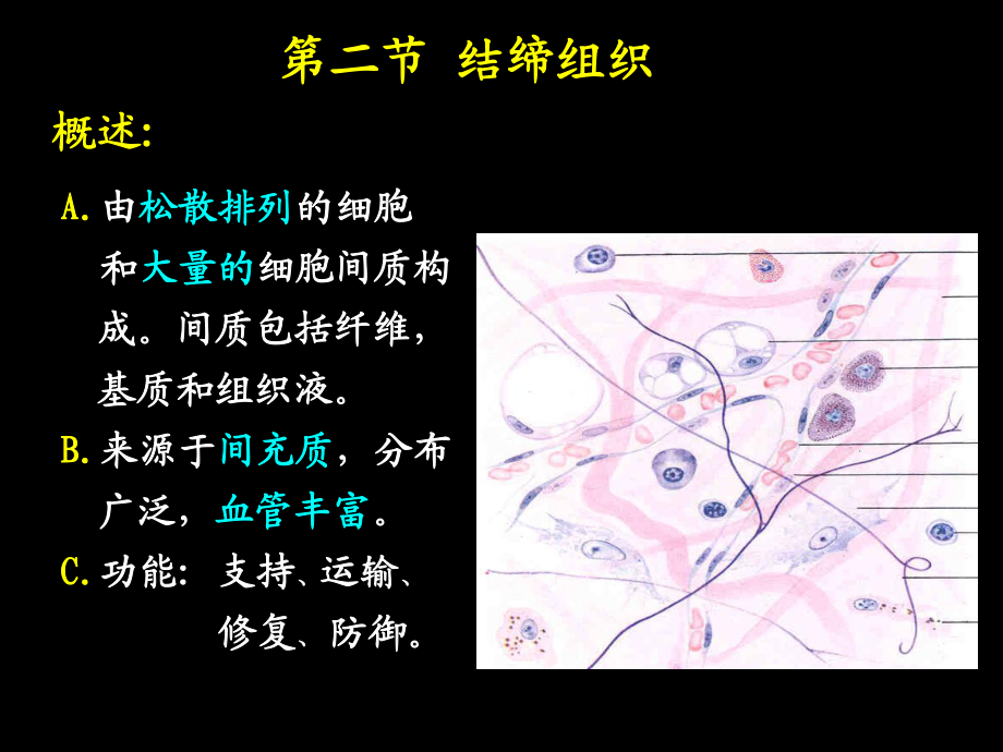 (人體結(jié)構(gòu)學(xué))第二章 基本組織 結(jié)締組織_第1頁