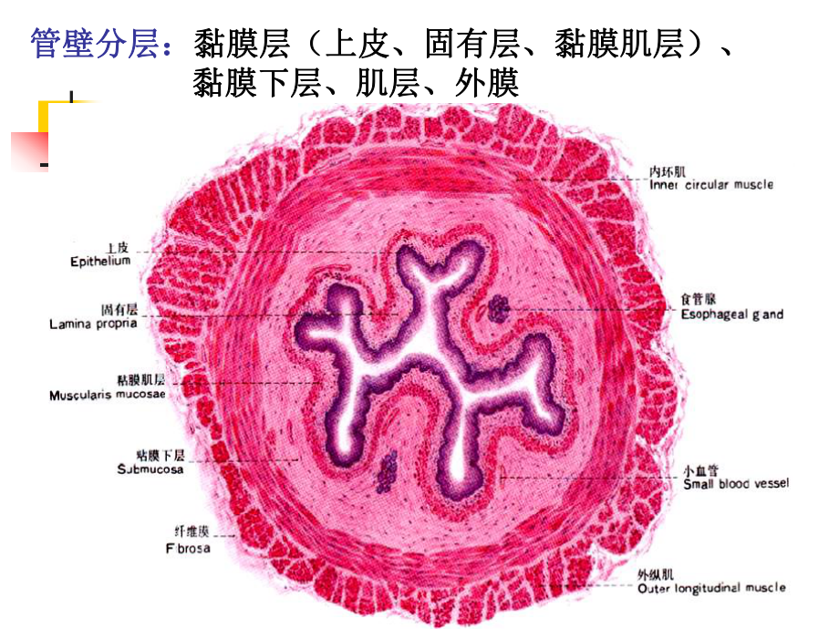 组织胚胎学第14章消化管ppt课件