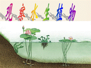 教科版三上觀察水生植物范磊