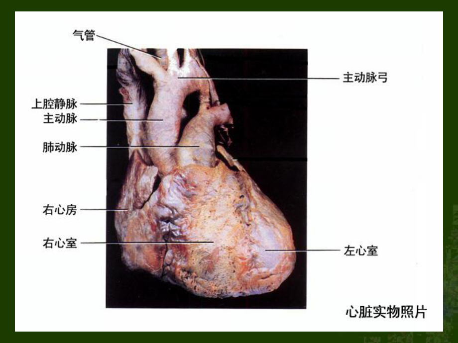 心臟和血液循環課件