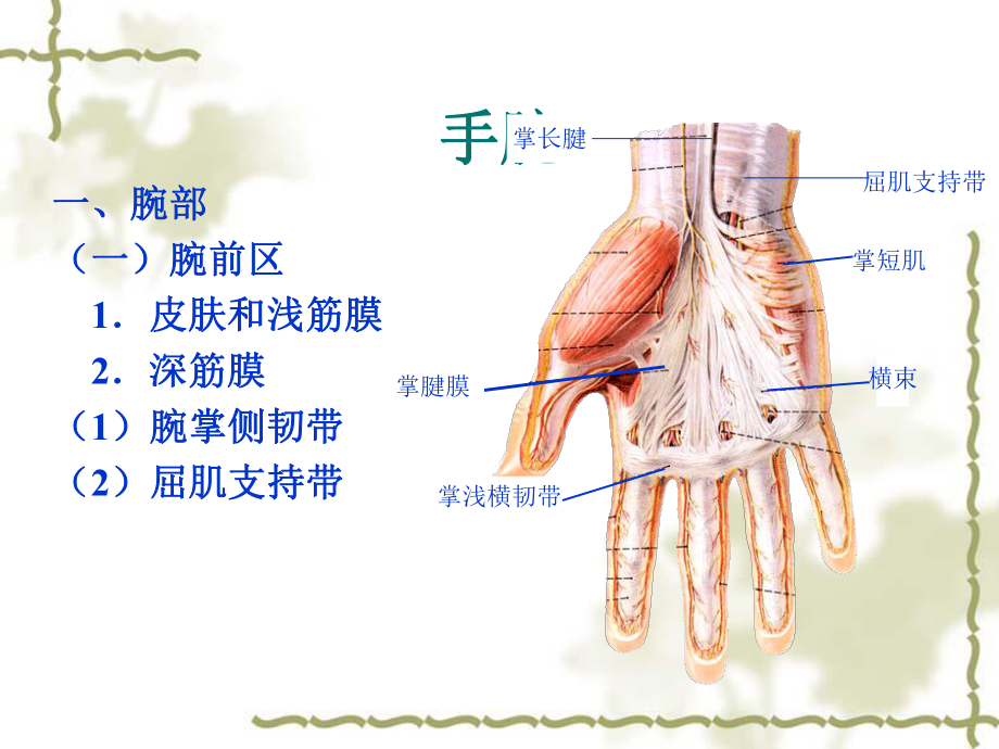 手部解剖及肌肉ppt