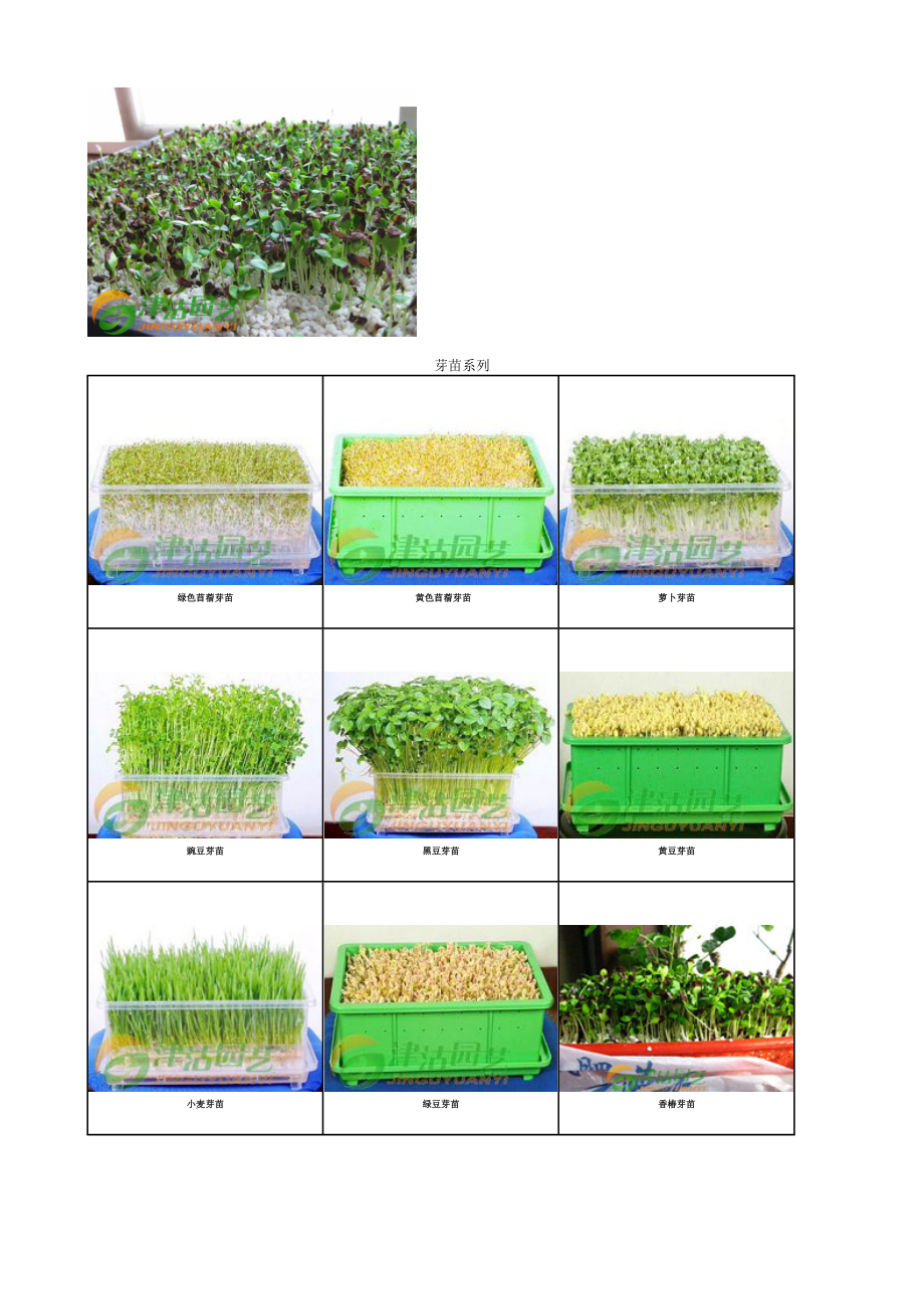 芽苗菜种子无土栽培绿色蔬菜