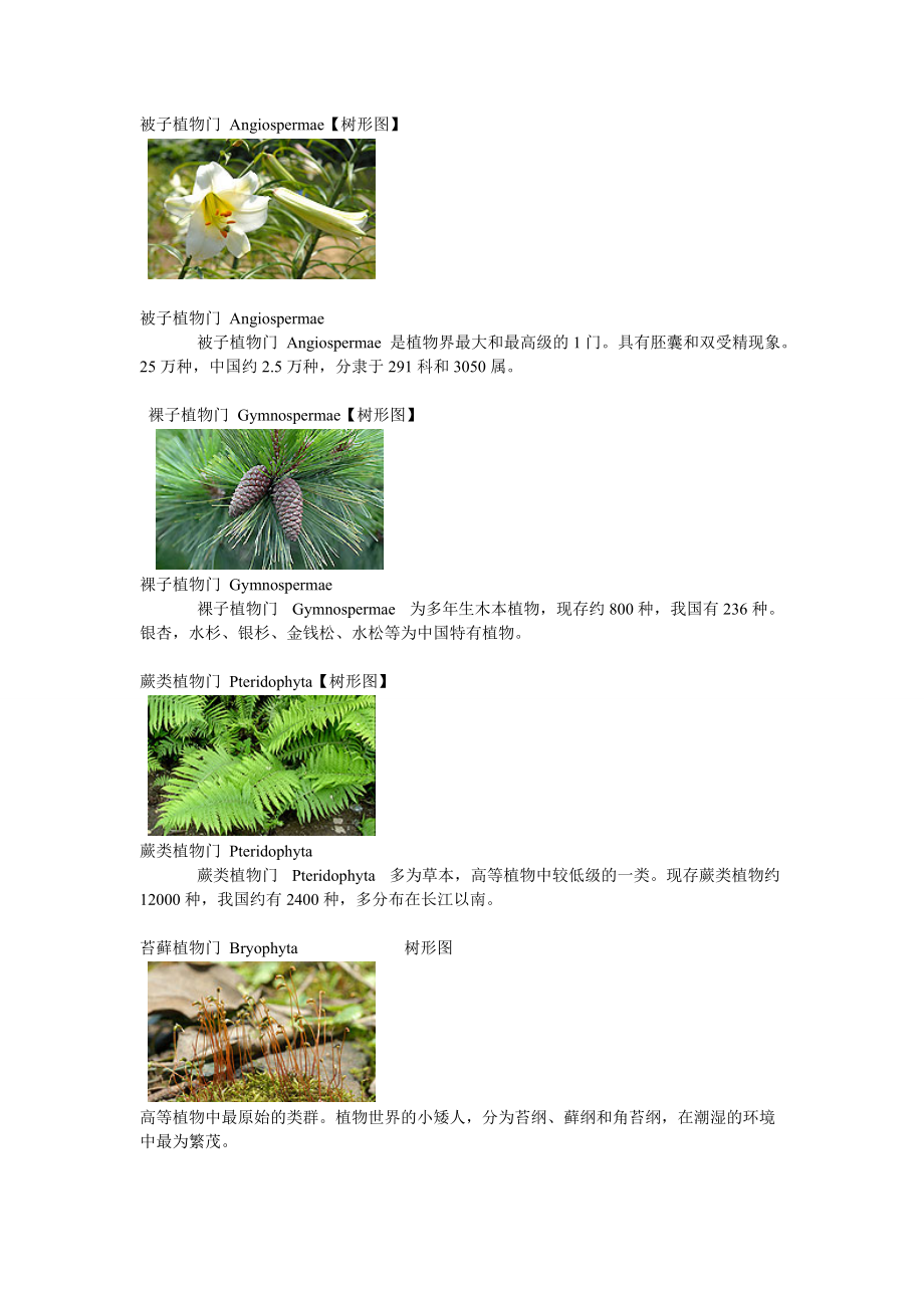 被子植物门Angiospermae_第1页