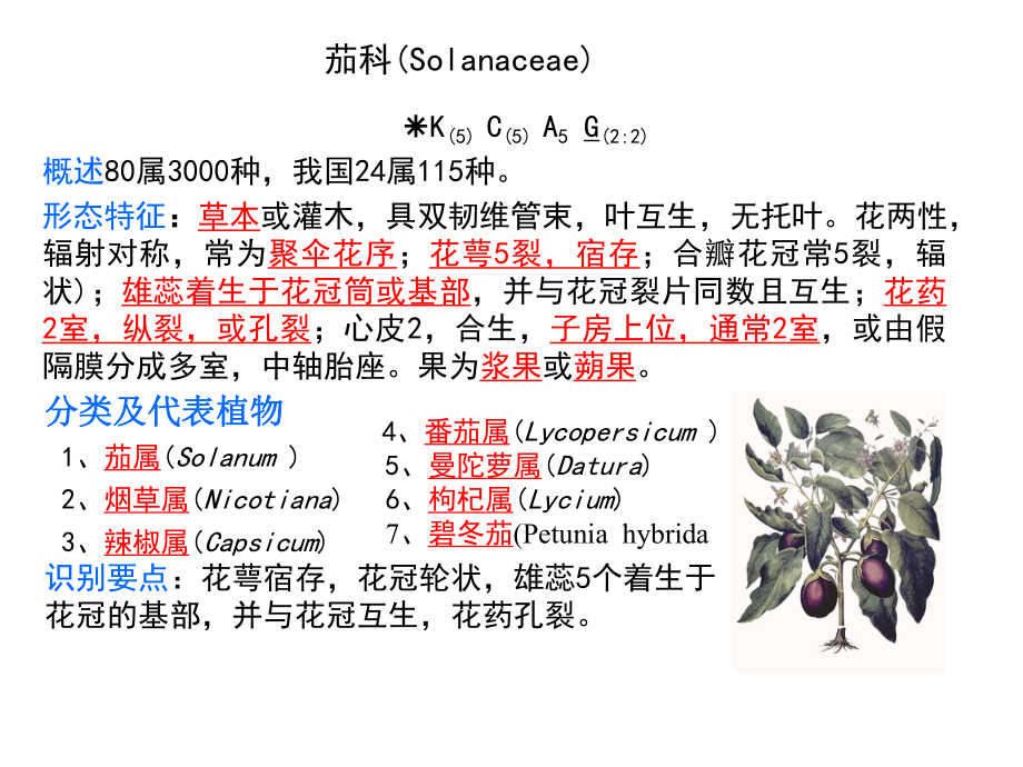 24茄科Solanaceae_第1页