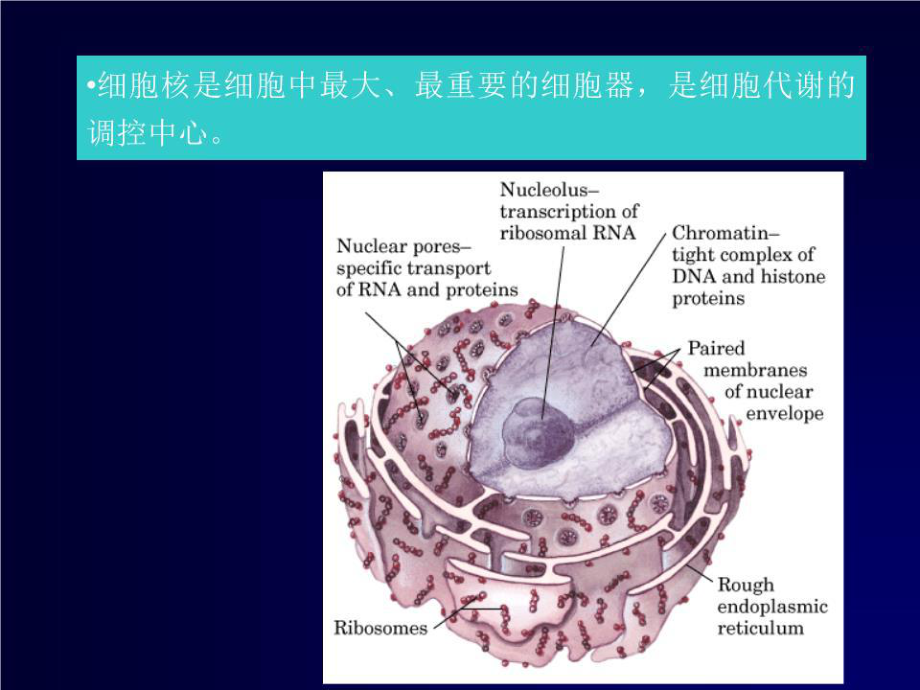 《细胞核与染色体》PPT课件_第1页