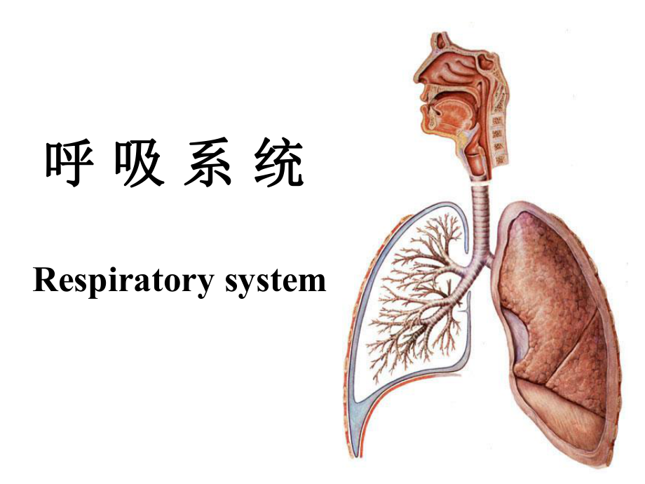 人体解剖生理学：19 _20呼吸系统_第1页