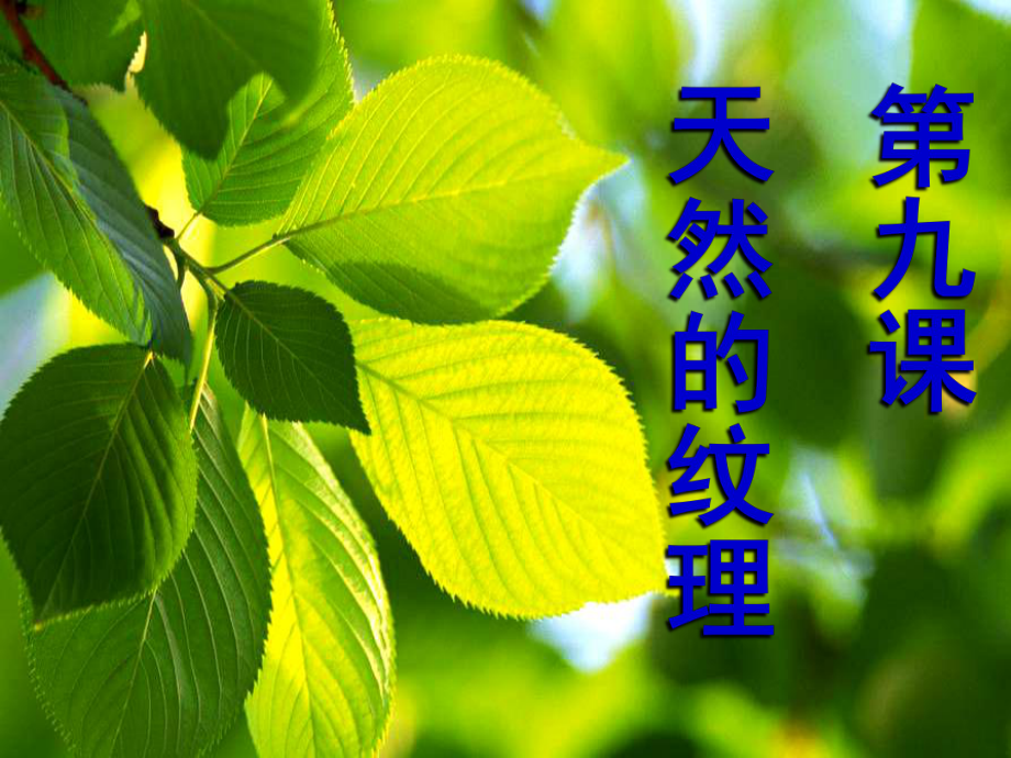 三年級(jí)上冊美術(shù)課件第9課 天然的紋理1∣ 人教新課標(biāo) (共44張PPT)_第1頁