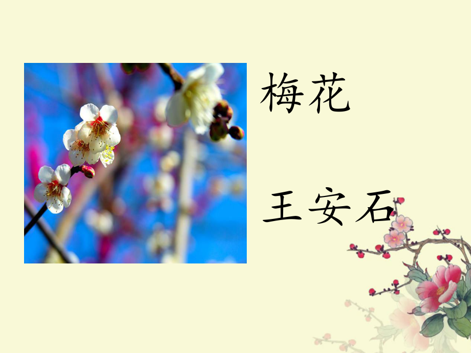 一年級(jí)下冊(cè)語(yǔ)文課件梅花∣ 長(zhǎng)版() (共14張PPT)_第1頁(yè)