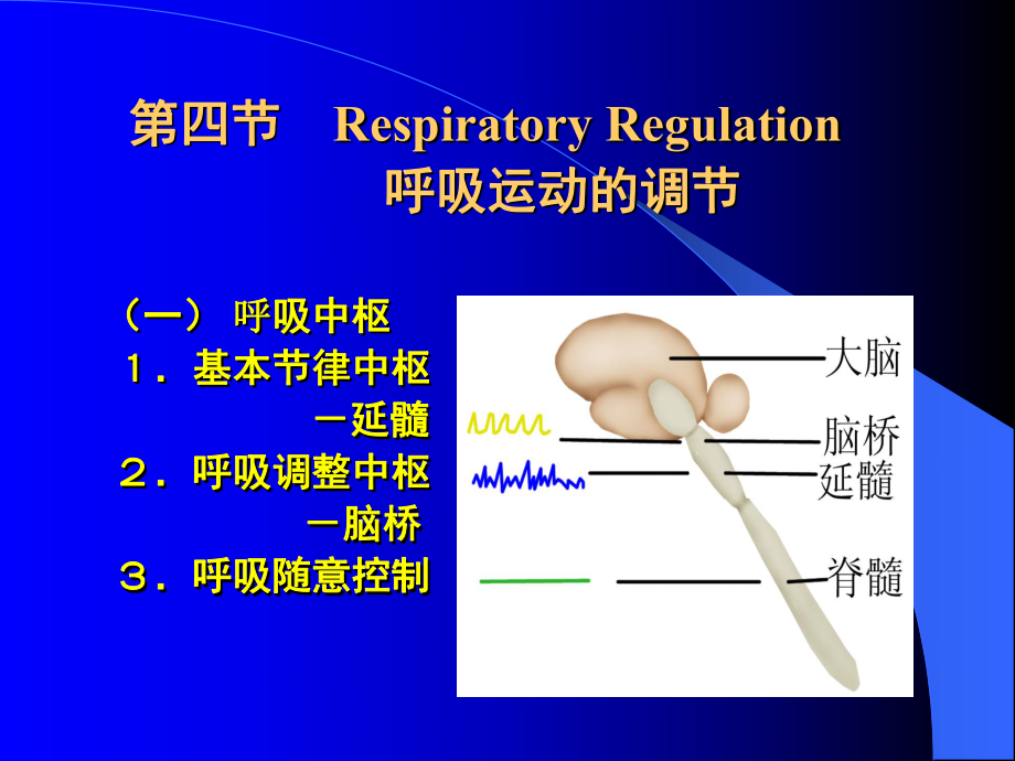 生理學(xué)：第05章 呼吸 第4節(jié) 呼吸運(yùn)動(dòng)的調(diào)節(jié)_第1頁(yè)