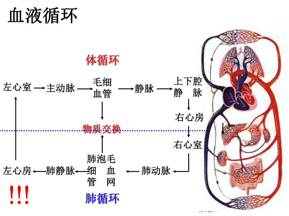 人体解剖生理学:15循环系统