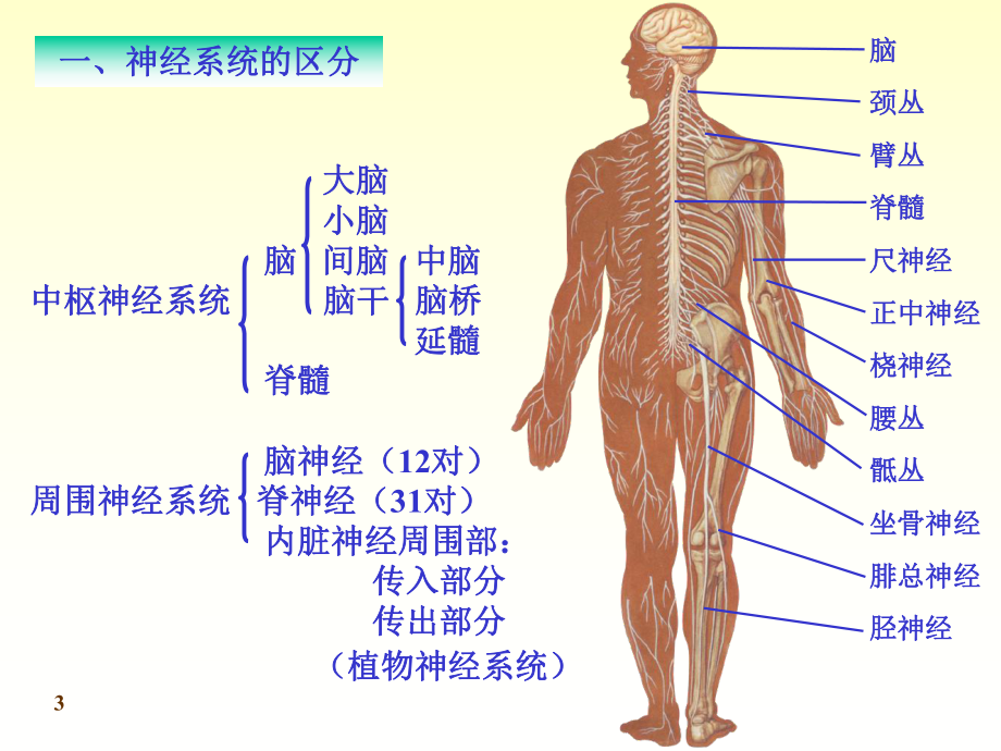 人体经脉神经分布图图片