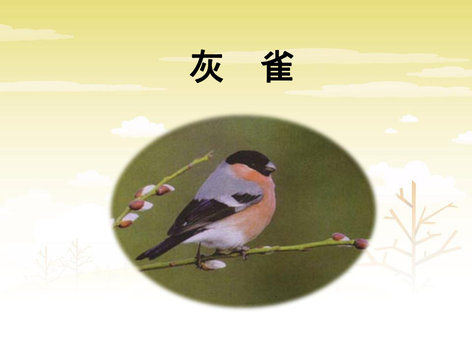 三年級(jí)上冊(cè)語(yǔ)文課件5灰雀人教新課標(biāo)_第1頁(yè)