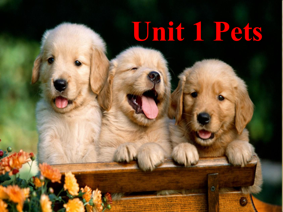 三年級下冊英語課件Unit 1 Pets1Join in 劍橋英語 (共18張PPT)_第1頁