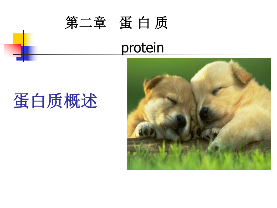 生物化學(xué)：第二章 蛋 白 質(zhì)_第1頁(yè)