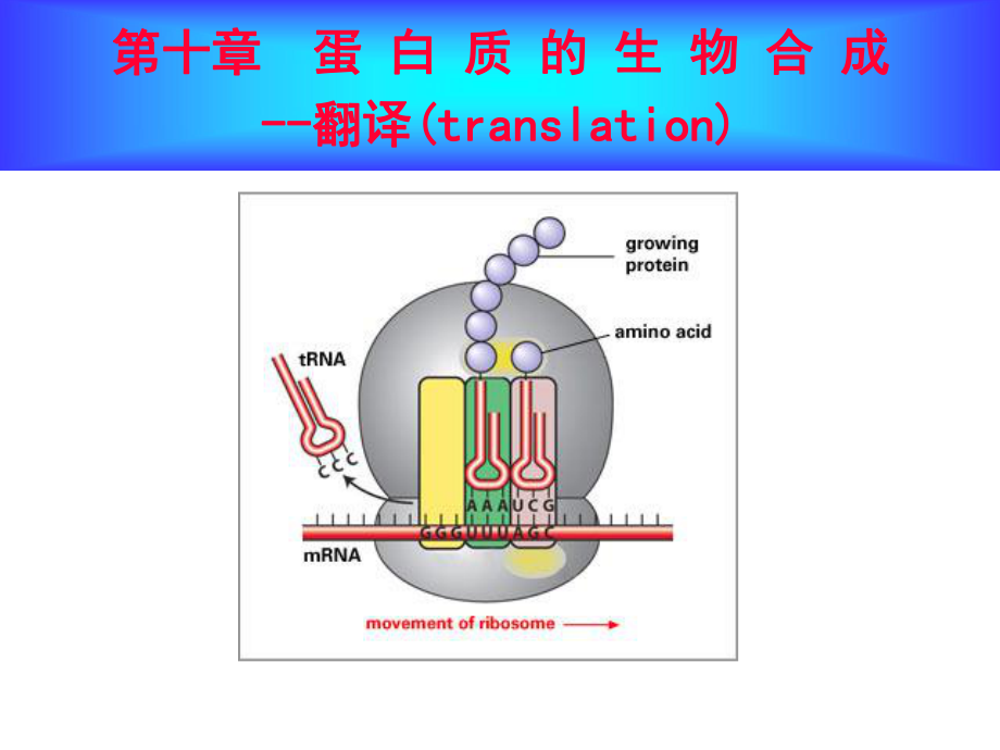 生物化學(xué)：第十章蛋白質(zhì)的生物合成_第1頁