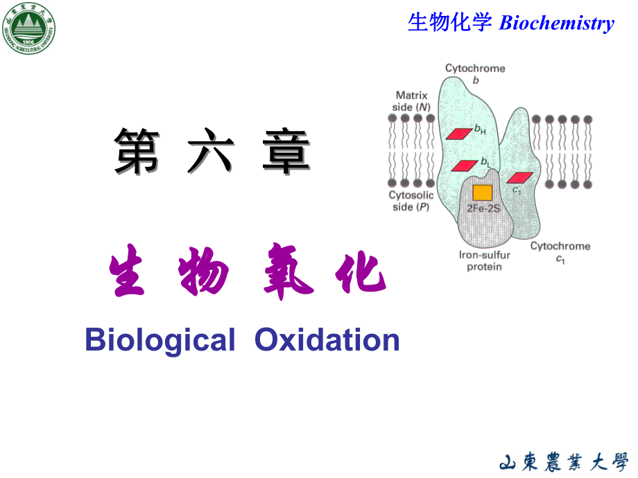 生物化學(xué)：Chapter 6 生物氧化_第1頁